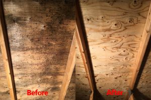 attic mold removal services in Kitchener, Ontario