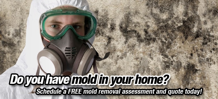 St-Thomas Ontario Mold Removal Services