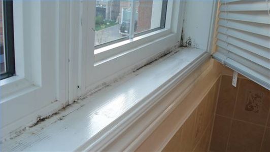 mold removal services in Kitchener, Ontario