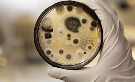 20 Interesting Things About Mold
